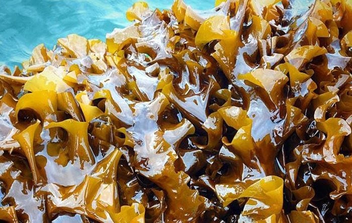 Add kelp to your smoothies
