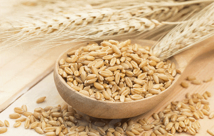 Barley, a classic grain