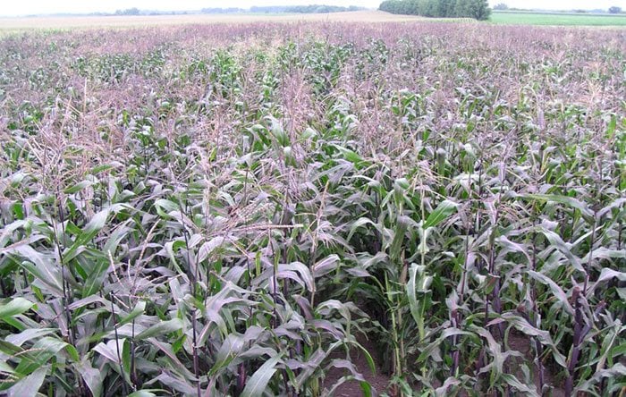 Field of purple corn