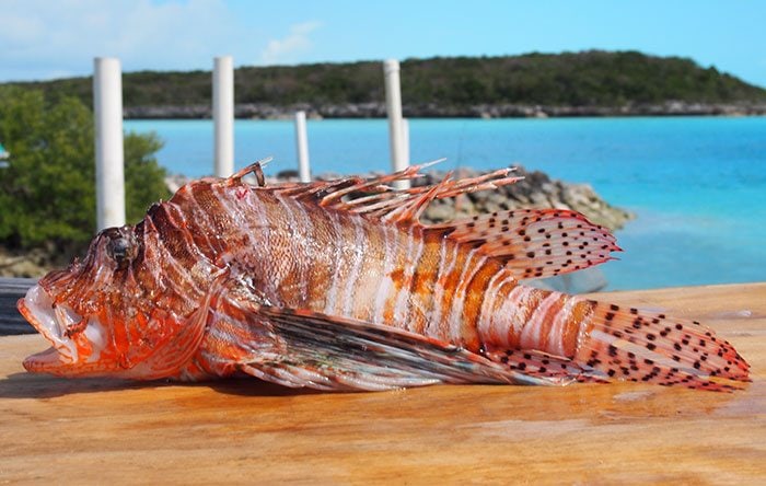 Whole lionfish on a table