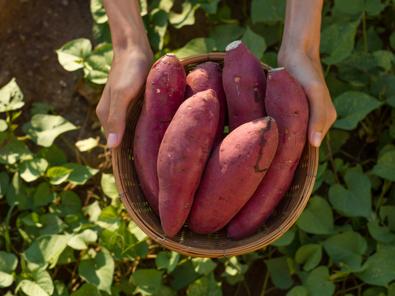 person holding a basket of sweet potatoes outside in a garden