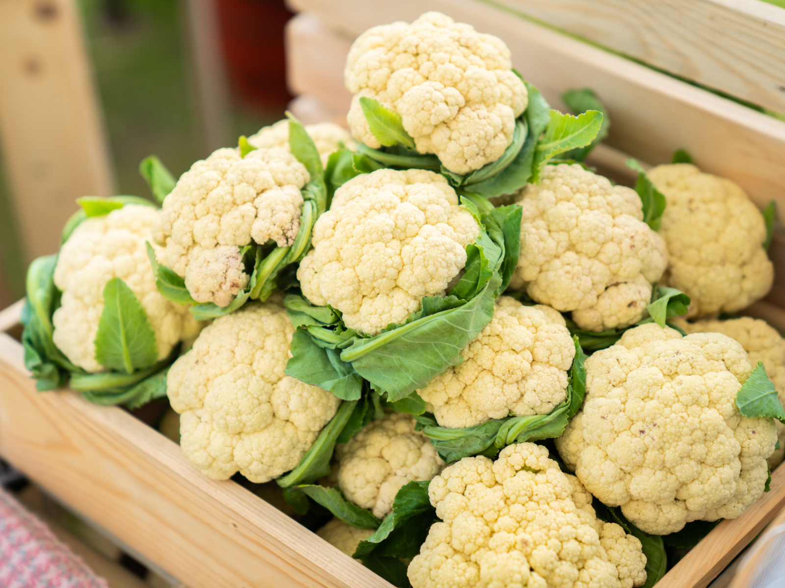 cauliflower heads in a basket