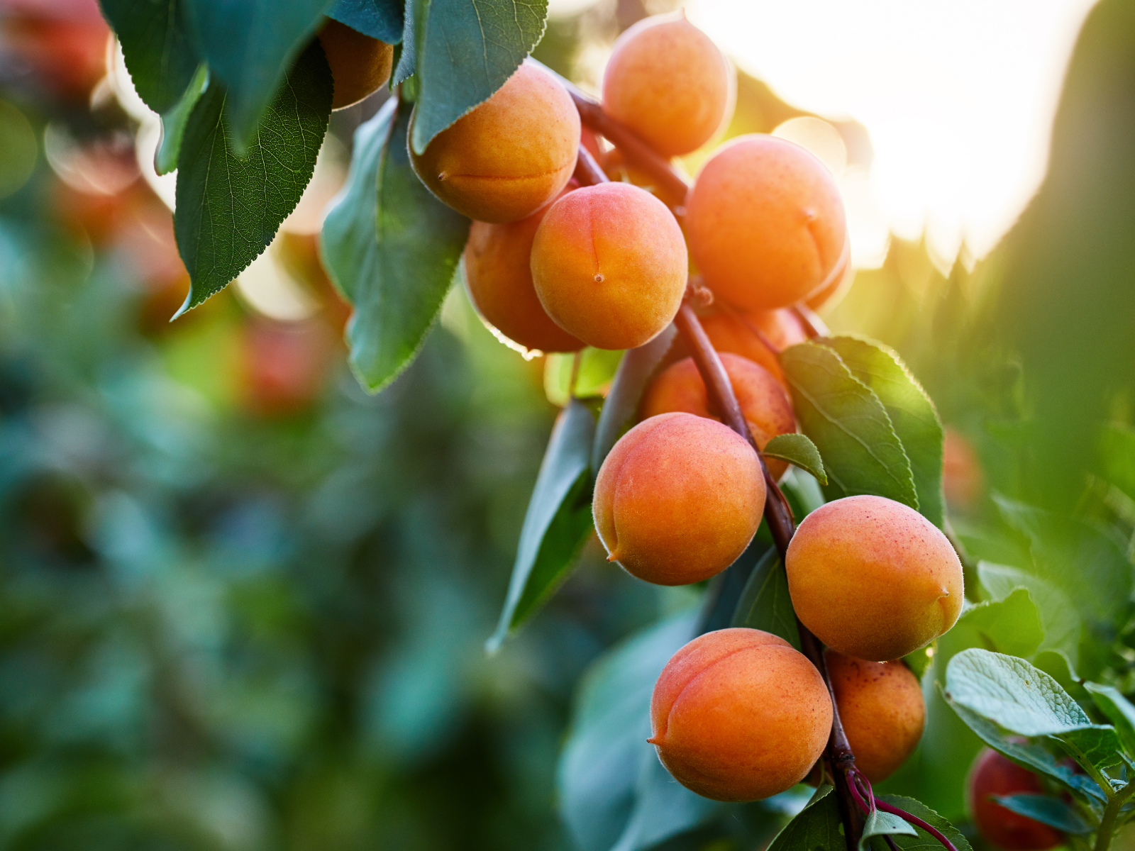 bunch of apricots on a tree