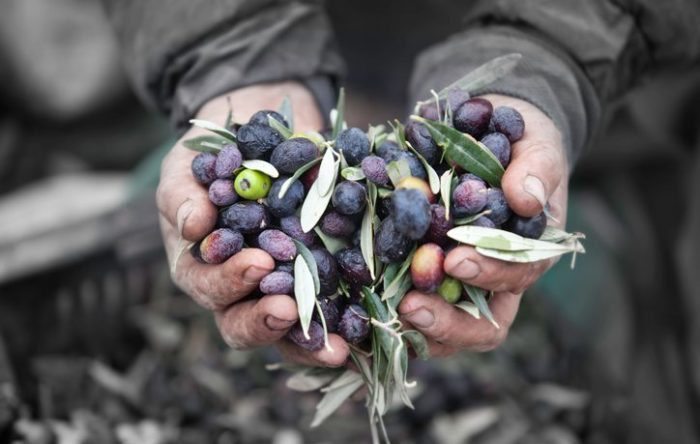 Rural worker with olives