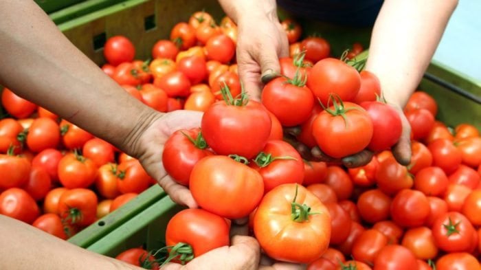 Human hands holding fresh ripe tomatoes