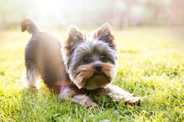 Yorkshire terrier waiting for play, sunlight background