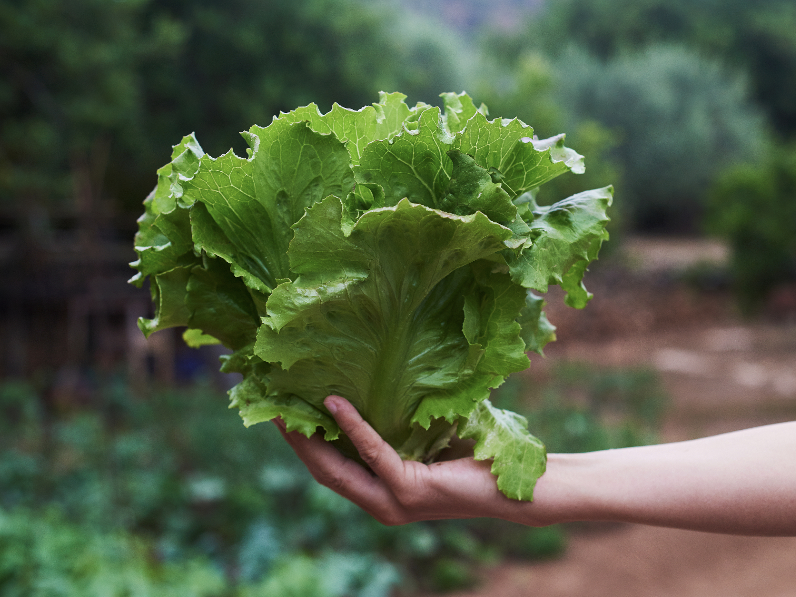 person holding a head of lettuce from a farm
