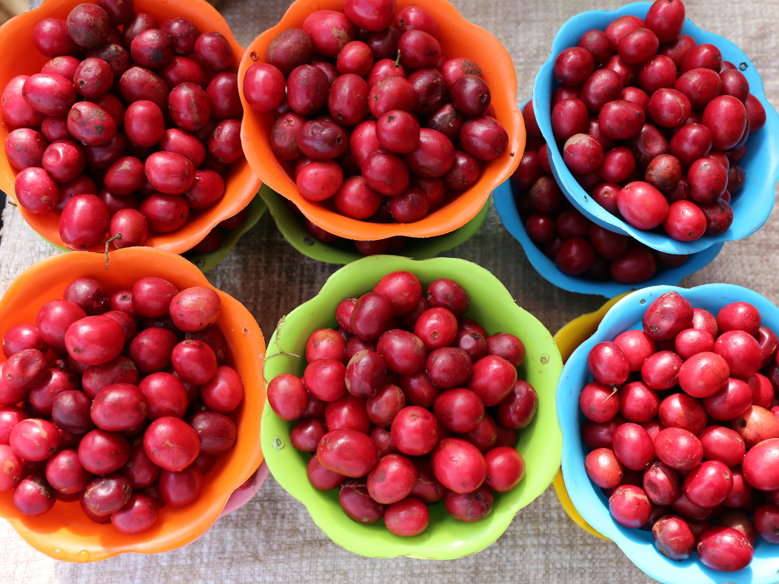 bowls of miracle berries