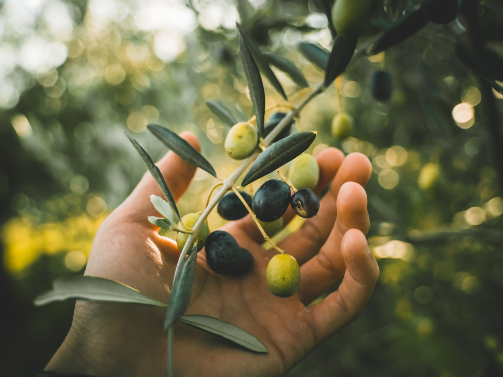 person reaching for olives on a branch