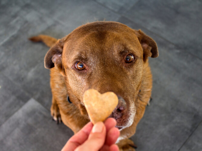 cute brown lab receiving heart shaped treat